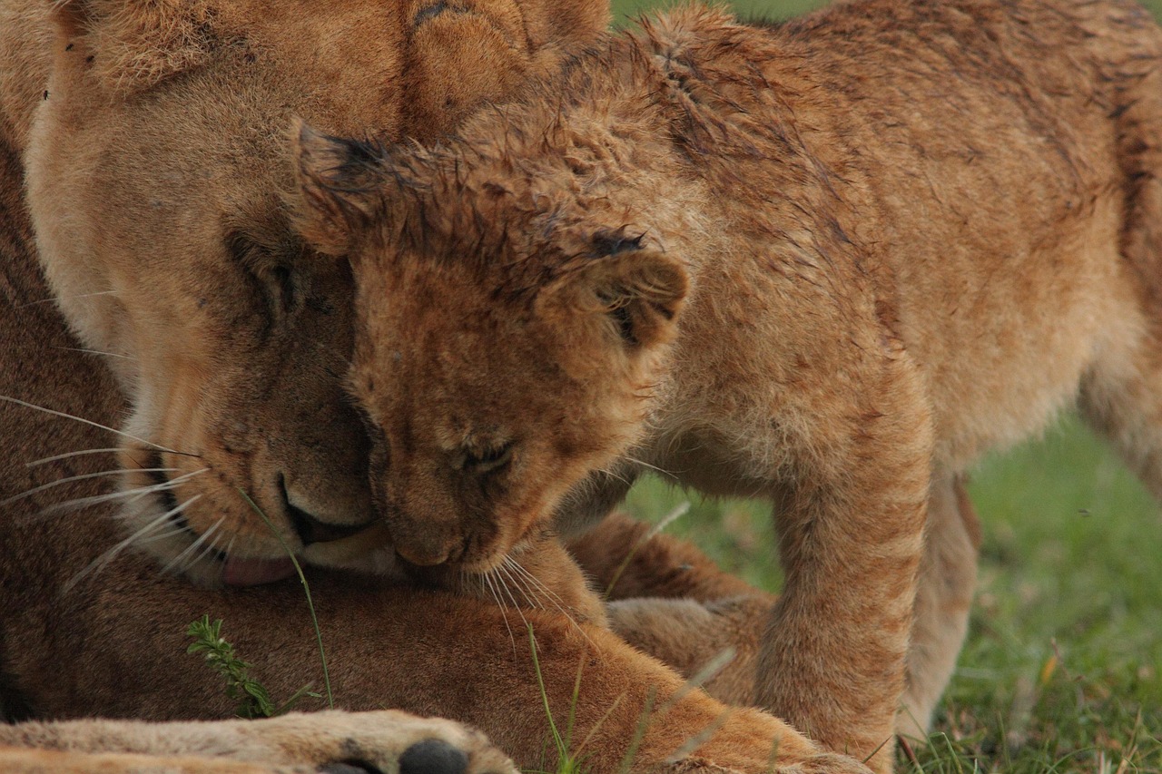 6 day budget safari from arusha